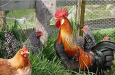 Канадские домашние цыплята, выращенные на «свободном выгуле»